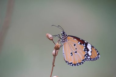 İlkbaharda çiçek bitkilerinin üzerindeki sade kaplan kelebeğinin güzel görüntüsü