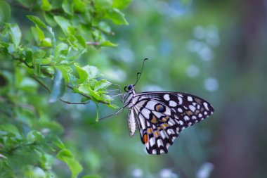  Papilio kelebeği ya da doğal ortamında çiçek bitkilerinin üzerinde oturan sıradan bir limon kelebeği.