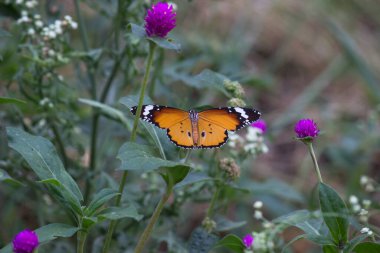 Düz Kaplan Danaus Krisippus Kelebeği nektar içer çiçek bitkisi yeşil arka plandadır