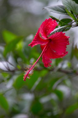  Malvaceae familyasından Hibiscus çiçeği. Hibiscus rosa-sinensis, bilinen adıyla Ayakkabı Çiçeği veya halk dilinde Çin amblemi, Çin gülü, Hawaii amblemi, gül gülü ve bahar aylarında çiçek açan ayakkabı siyahı bitki. 