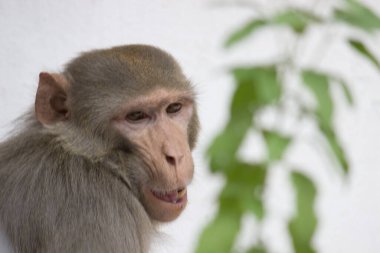 Rhesus makakları, kırmızı yüzlü ve arkalı maymunlar ya da kahverengi primatlar olarak bilinen Macaca veya Mullata maymunlarıdır.