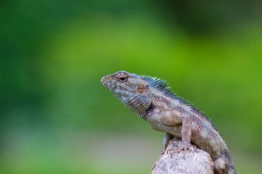 Doğu bahçe kertenkelesi (