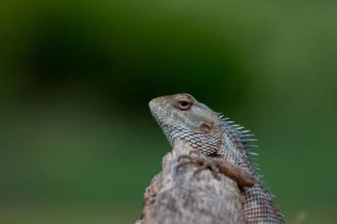 Doğu bahçe kertenkelesi (