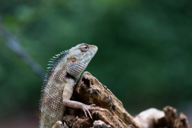 Doğu bahçe kertenkelesi (