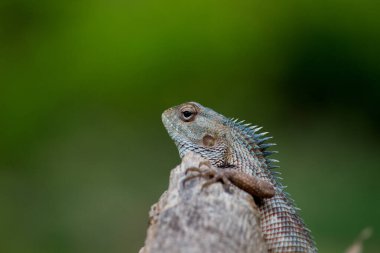 Doğu bahçe kertenkelesi (