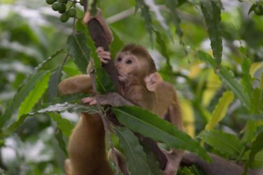 Rhesus makakları, kırmızı yüzlü ve arkalı maymunlar ya da kahverengi primatlar olarak bilinen Macaca veya Mullata maymunlarıdır.