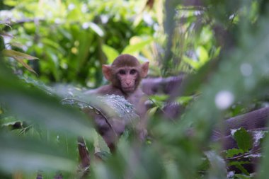 Rhesus makakları, kırmızı yüzlü ve arkalı maymunlar ya da kahverengi primatlar olarak bilinen Macaca veya Mullata maymunlarıdır.