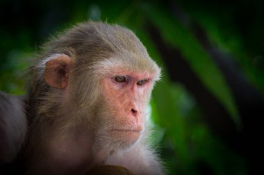 Rhesus makakları, kırmızı yüzlü ve arkalı maymunlar ya da kahverengi primatlar olarak bilinen Macaca veya Mullata maymunlarıdır.