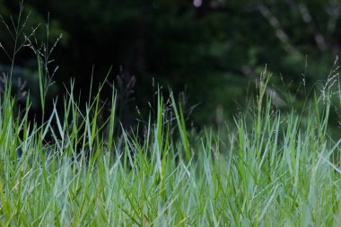  Doğal arka planda bir çiçek ilkbahar zamanı doğal ışığın yansıması olarak çiçek açar.