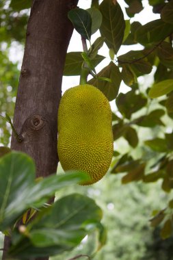 Jackfruit, incir, dut ve ekmek meyvesi familyasından bir ağaç türüdür. Kökeni Güney Hindistan 'ın Batı Ghat' leri, Sri Lanka 'nın tamamı ve Malezya' nın yağmur ormanları arasındaki bölgedir..