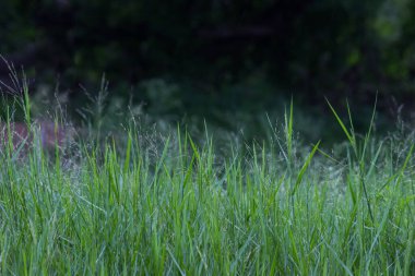  Doğal arka planda bir çiçek ilkbahar zamanı doğal ışığın yansıması olarak çiçek açar.