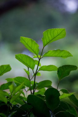 Doğal arka planda bir çiçek ilkbahar zamanı doğal ışığın yansıması olarak çiçek açar.