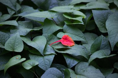  Doğal arka planda bir çiçek ilkbahar zamanı doğal ışığın yansıması olarak çiçek açar.