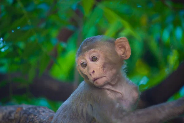 アカゲザルはよく知られた褐色の霊長類や赤い顔をした類人猿であり マカカやムラタとも呼ばれる — ストック写真