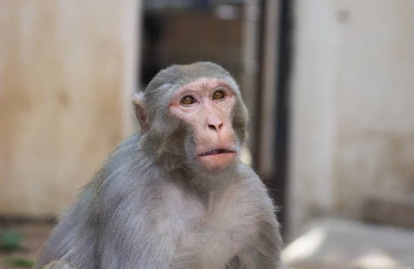   Rhesus makakları, kırmızı yüzlü ve arkalı maymunlar ya da kahverengi primatlar olarak bilinen Macaca veya Mullata maymunlarıdır.