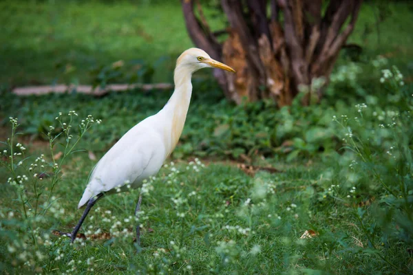 Зображення Дикої Природи Птахів Egret Або Bubulcus Ibis Або Ірон — стокове фото