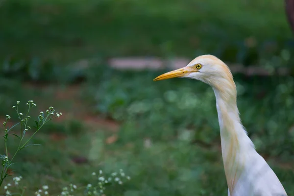 Image Faune Sauvage Aigrette Bubulcus Ibis Perchoir Héron Plantes Sauvages — Photo