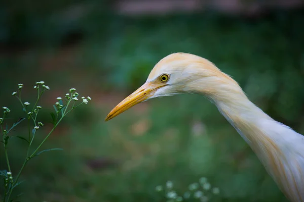 Egret Kuşunun Bubulcus Ibis Doğa Görüntüsü Balıkçıl Tünemesi Haşere Böcek — Stok fotoğraf