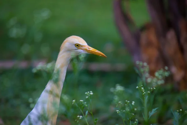 Naturbilder Von Reiher Oder Bubulcus Ibis Oder Reiher Und Wildpflanzen — Stockfoto