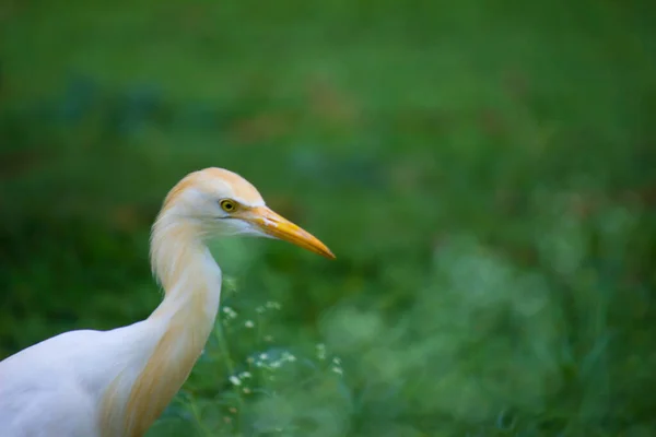 Natuur Dierenbeeld Van Egret Bird Bubulcus Ibis Heron Zitstokken Wilde — Stockfoto