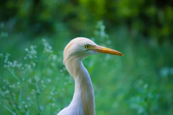 Egret鳥やBubulcus Ibisの自然野生動物のイメージ または害虫や殺虫剤のためのHeron Perchingや野生植物 — ストック写真