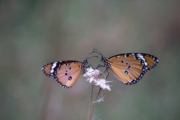 Belle Image Papillon Tigre Ordinaire Sur Les Plantes Fleurs Pendant — Photo