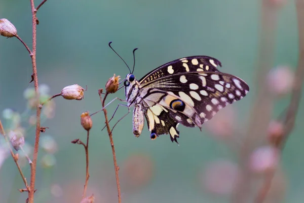 Papilio Borboleta Borboleta Limão Comum Sentado Sobre Plantas Flores Seu — Fotografia de Stock