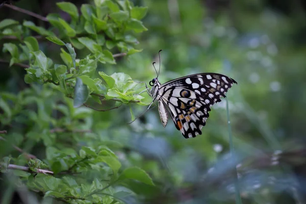 Papilio Motyl Lub Zwykłego Motyla Wapiennego Siedzi Kwiatach Roślin Swoim — Zdjęcie stockowe
