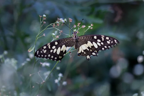 Papilio Borboleta Borboleta Limão Comum Sentado Sobre Plantas Flores Seu — Fotografia de Stock