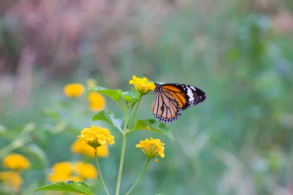 Papillon Monarque Danaus Plexippus Sur Tournesols Jaune Vif Par Matin — Photo
