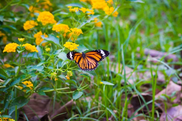 Monarca Farfalla Danaus Plexippus Girasoli Giallo Brillante Una Soleggiata Mattina — Foto Stock