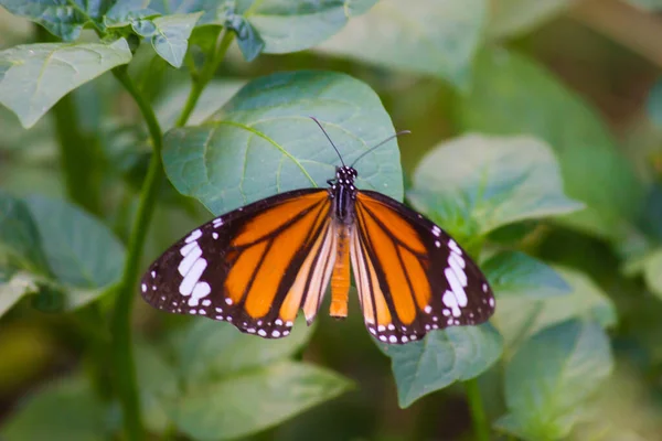 Monarca Farfalla Danaus Plexippus Girasoli Giallo Brillante Una Soleggiata Mattina — Foto Stock