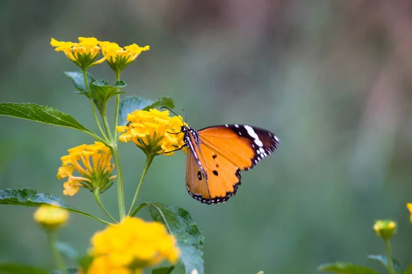 Plain Tiger Danaus Chrysippus Schmetterling Trinkt Nektar Die Blütenpflanze Der — Stockfoto