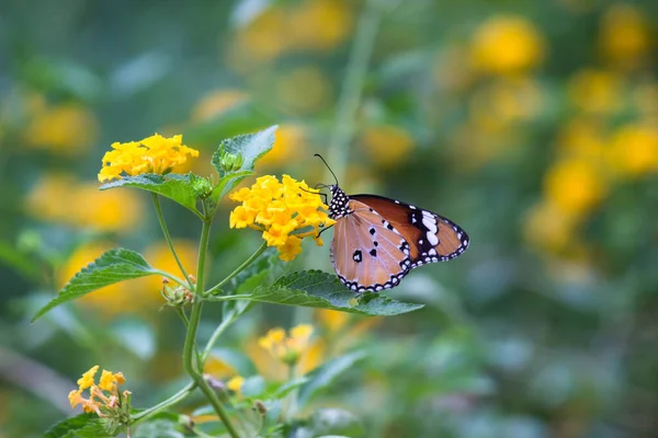 Plain Tiger Danaus Chrysippus Farfalla Bere Nettare Pianta Del Fiore — Foto Stock