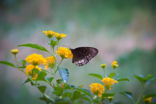 Euploea Core Papillon Corbeau Commun Perché Sur Plante Florale Avec — Photo