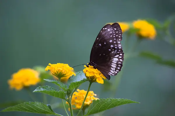Euploea Core Papillon Corbeau Commun Perché Sur Plante Florale Avec — Photo