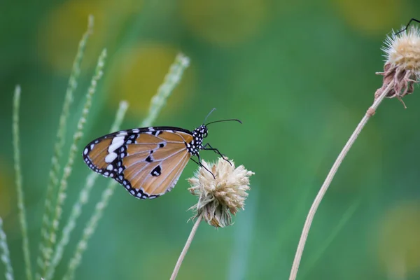 Tigre Uni Danaus Chrysippus Papillon Boire Nectar Plante Fleur Dans — Photo