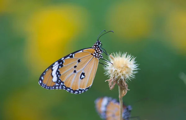 Plain Tiger Danaus Chrysippus Motýl Pití Nektar Květina Přírodě Zelené — Stock fotografie