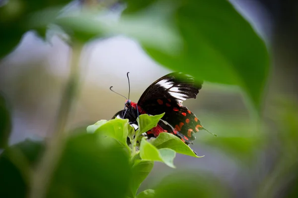 Papilio Polytes Também Conhecido Como Mórmon Comum Alimentando Planta Flores — Fotografia de Stock