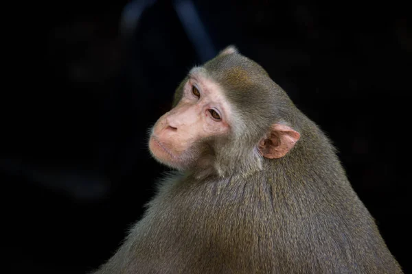 Rhesus Makaken Aap Zijn Bekende Bruine Primaten Apen Met Rode — Stockfoto