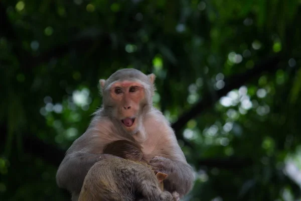 Rhesus Makaken Aap Zijn Bekende Bruine Primaten Apen Met Rode — Stockfoto