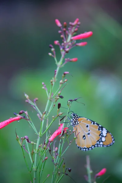 Обыкновенный Тигр Danaus Chrysippus Бабочка Питьевой Нектар Цветочное Растение Природе — стоковое фото