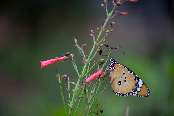 Plain Tiger Danaus Crisálipo Borboleta Beber Néctar Planta Flor Naturezas — Fotografia de Stock