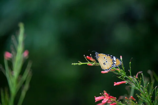 Обыкновенный Тигр Danaus Chrysippus Бабочка Питьевой Нектар Цветочное Растение Природе — стоковое фото