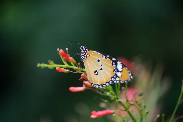 Llano Tigre Danaus Chrysippus Mariposa Beber Néctar Flor Planta Naturalezas — Foto de Stock