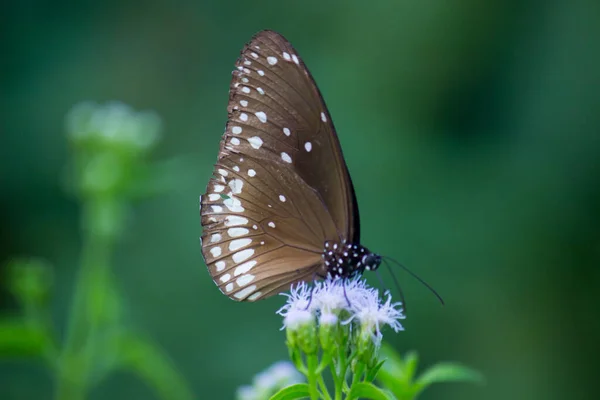 Nucleo Euploea Farfalla Corvo Comune Arroccato Sulla Pianta Del Fiore — Foto Stock