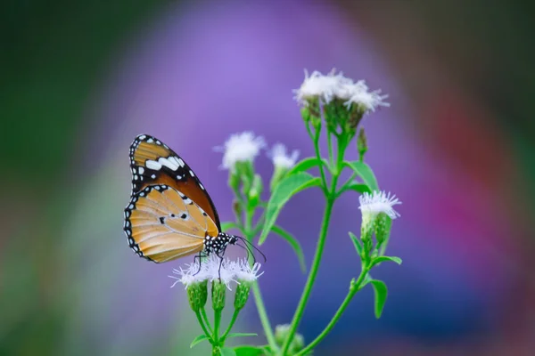 プレインタイガー ダナウス クリスピス蝶蜜を飲む自然緑の背景に花植物 — ストック写真