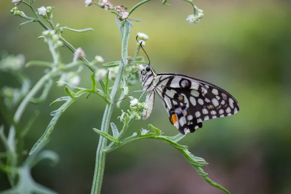 Papilio Demoleus Una Mariposa Común Lima Cola Golondrina Generalizada También — Foto de Stock