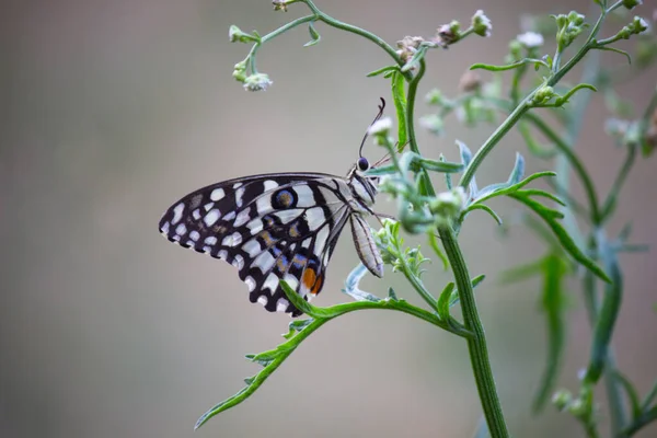 Papilio Demoleus Una Mariposa Común Lima Cola Golondrina Generalizada También — Foto de Stock