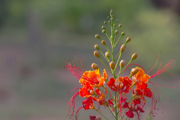 Flam Boyant Flame Tree Royal Poincana Delonix Regiaは 豆科の植物で 明るい橙色の花種です — ストック写真